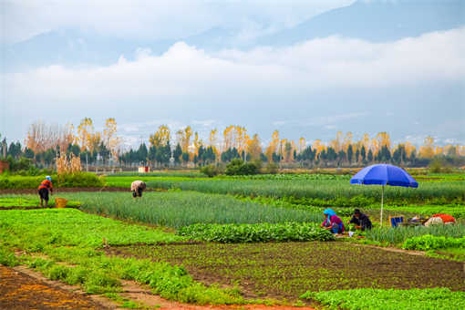 摄图网_500609857_banner_地里劳作的人们（企业商用）.jpg